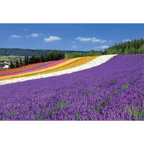 PT-168 初夏を彩るラベンダー畑 : 風景カレンダーの写真工房