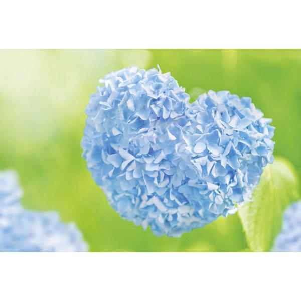Pt 193 ハート 紫陽花 Buyee Buyee Jasa Perwakilan Pembelian Barang Online Di Jepang