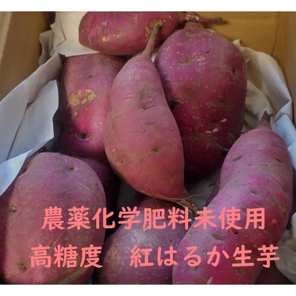 6年間農薬、化学肥料未使用の圃場で栽培しました。1カ月以上熟成済みでとても糖度が高いです。焼芋にすると熱々の状態で糖度50度を超えます。(冷めると糖度は下がります。)無農薬ですので、ご家族で安心してお召し上がり下さい。尚、サイズはバラバラで...