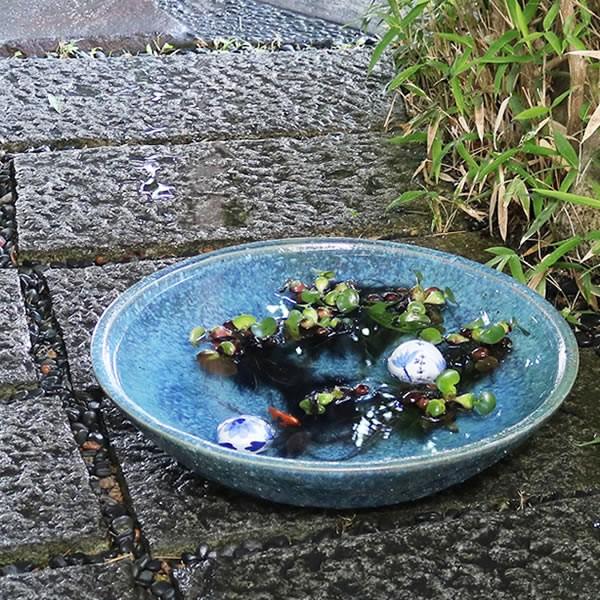 信楽焼 睡蓮鉢 メダカ鉢 おしゃれ めだか鉢 陶器 水鉢 ビオトープ