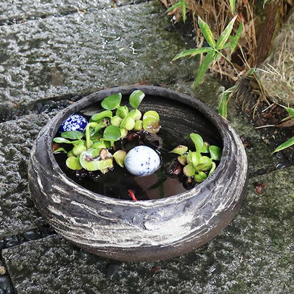 信楽焼 睡蓮鉢 メダカ鉢 おしゃれ めだか鉢 陶器 水鉢 信楽焼 睡蓮鉢 メダカ鉢 おしゃれ めだか鉢 陶器 水鉢