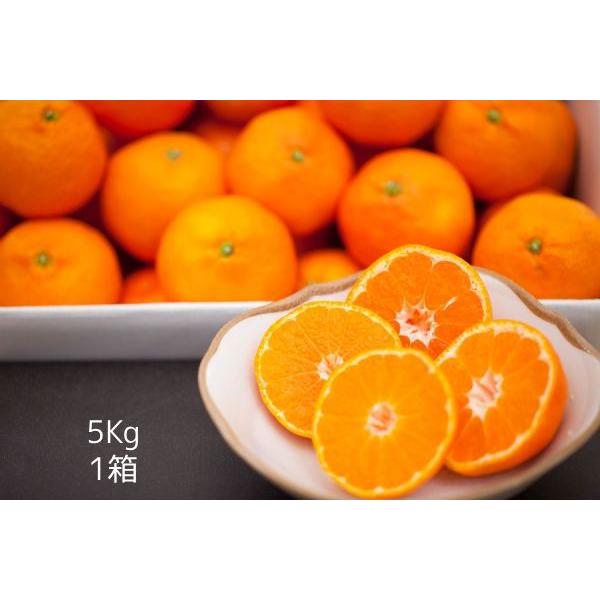 みかん 【ハウス栽培・濃くて あまい ！】山下紅みかん（5kg×1箱) : 重