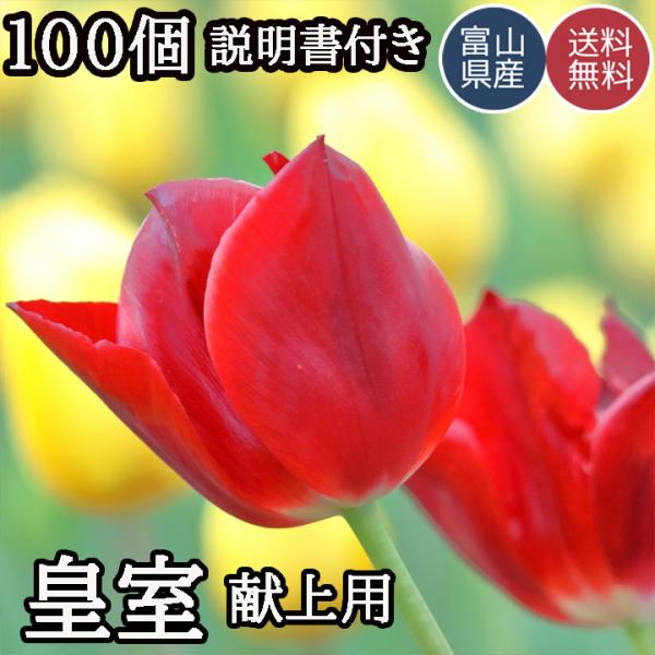 球根 チューリップ 送料無料の人気商品 通販 価格比較 価格 Com