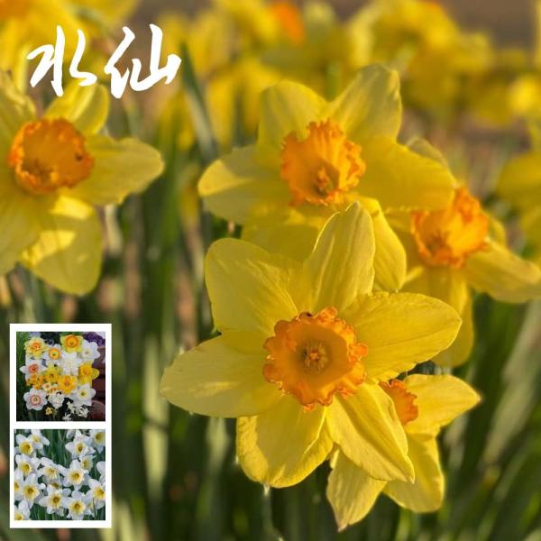 植物ですので花が咲かない場合もあります。 写真はイメージです。植える時期は9月から12月、開花は4月から5月になります。