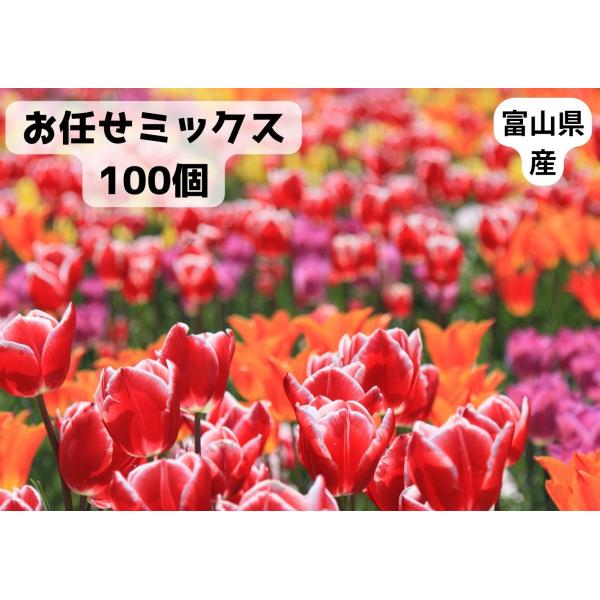 球根 チューリップの人気商品 通販 価格比較 価格 Com