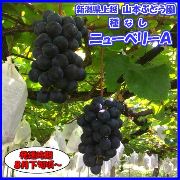 種無し ニューベリーa 2kg 新潟県上越産 産地直送品 Buyee Buyee Japanese Proxy Service Buy From Japan Bot Online