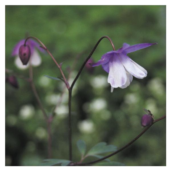 山野草 二色風鈴オダマキ Buyee Buyee Jasa Perwakilan Pembelian Barang Online Di Jepang