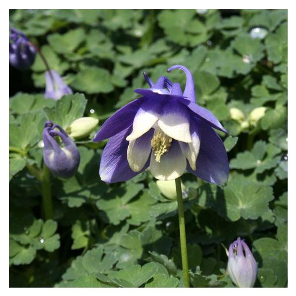 苗 オダマキの人気商品 通販 価格比較 価格 Com