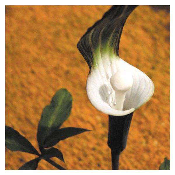 山野草 テンナンショウ ユキモチソウ Buyee Buyee 日本の通販商品 オークションの代理入札 代理購入