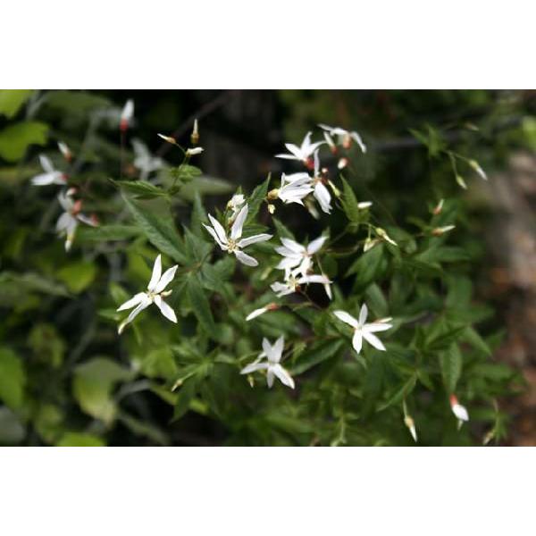 山野草 細葉ミツバシモツケ 041 014 四国ガーデン 通販 Yahoo ショッピング