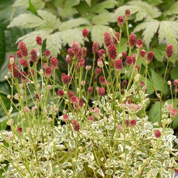 山野草 タンナワレモコウ 煌き 041 045 四国ガーデン 通販 Yahoo ショッピング