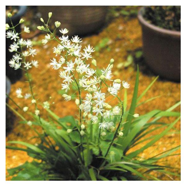 山野草 野州ハナセキショウ Dejapan Bid And Buy Japan With 0 Commission