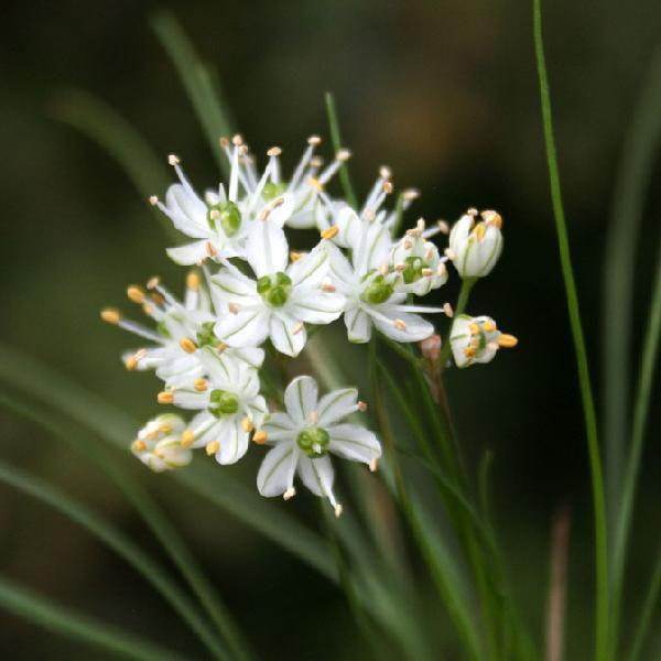 山野草 白花糸ラッキョウ 057 077 四国ガーデン 通販 Yahoo ショッピング