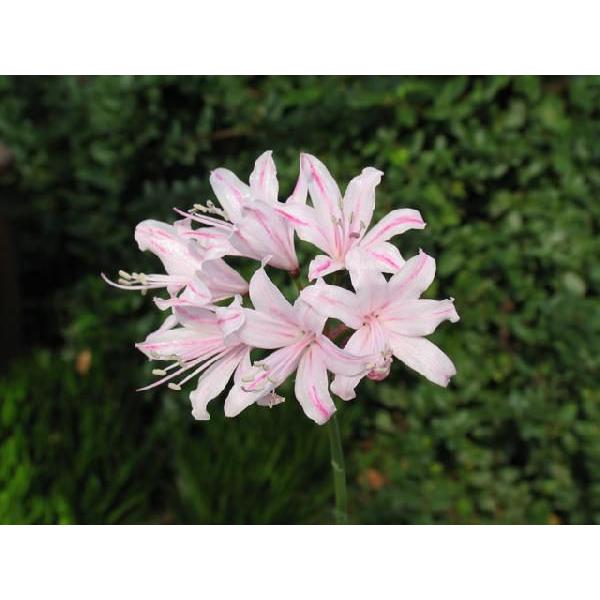 21年秋開花見込み ダイヤモンドリリー ネリネ ザンティア 304 033 四国ガーデン 通販 Yahoo ショッピング