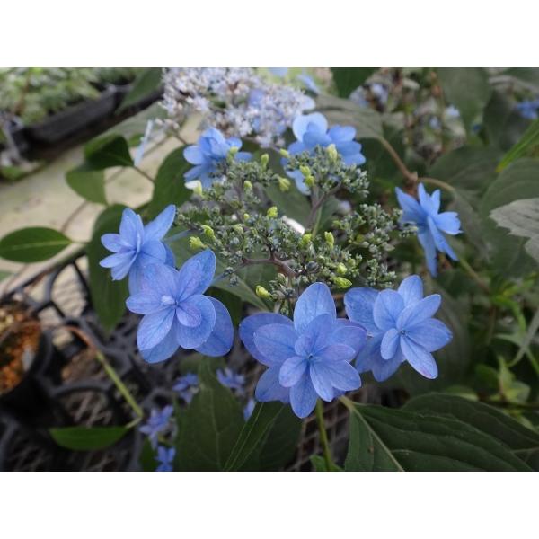 shikoku-garden_691-098