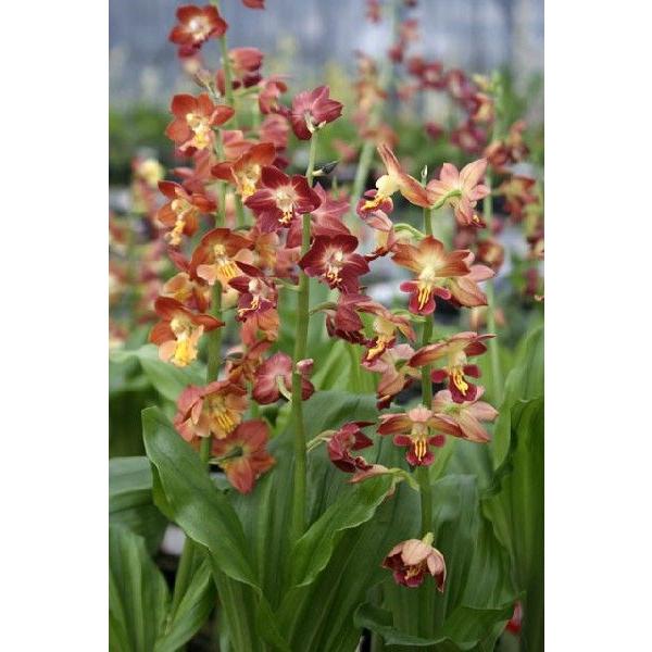 苗 エビネの人気商品 通販 価格比較 価格 Com