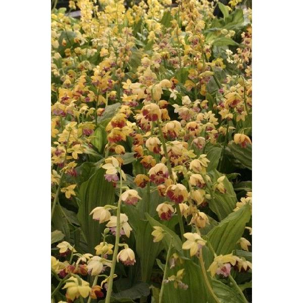 苗 エビネの人気商品 通販 価格比較 価格 Com