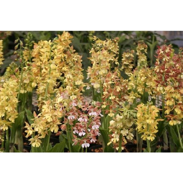 苗 エビネの人気商品 通販 価格比較 価格 Com