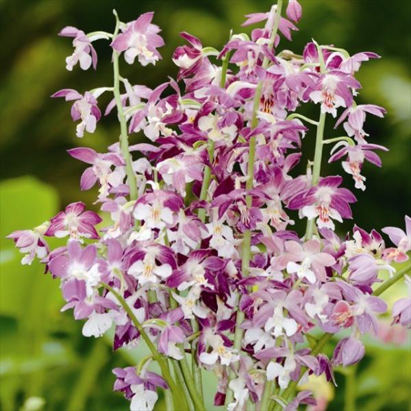 苗 エビネの人気商品 通販 価格比較 価格 Com