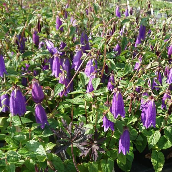 苗 カンパニュラ 苗の人気商品 通販 価格比較 価格 Com