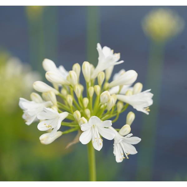 アガパンサス 苗の人気商品 通販 価格比較 価格 Com