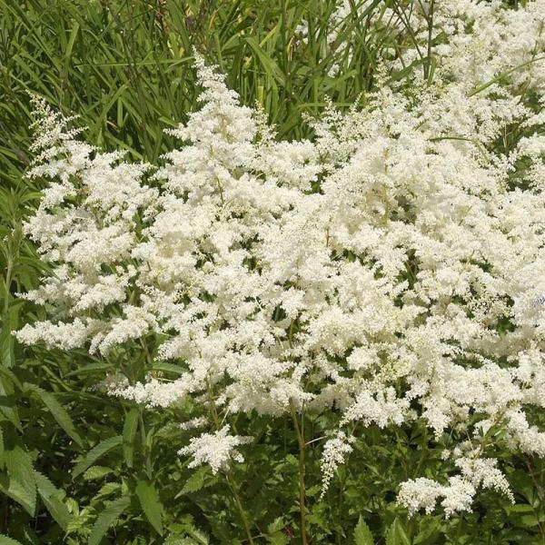 アスチルベ 赤花 10 5cmポット 14本セット 送料無料 保付 Pastech Com Mx