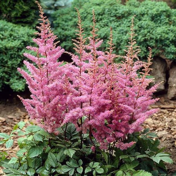 苗 アスチルベの人気商品 通販 価格比較 価格 Com