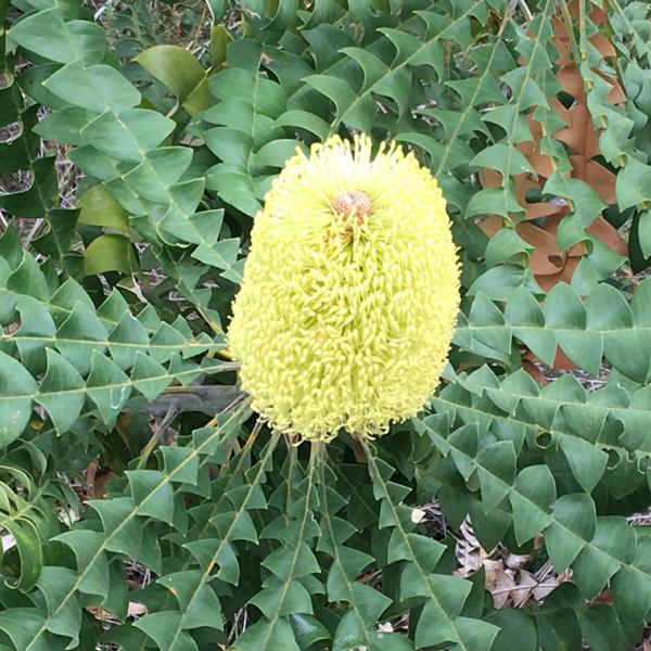 植木 盆栽 バンクシアの人気商品 通販 価格比較 価格 Com