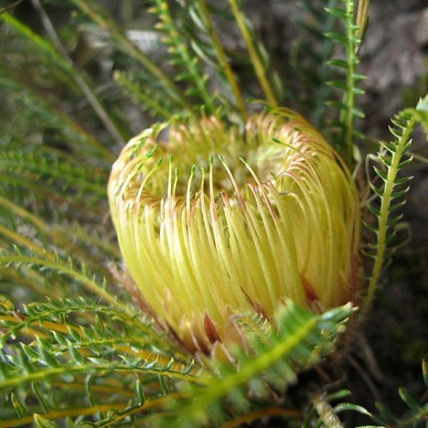 バンクシア ニベア 4号 shikoku-garden_bannive-4