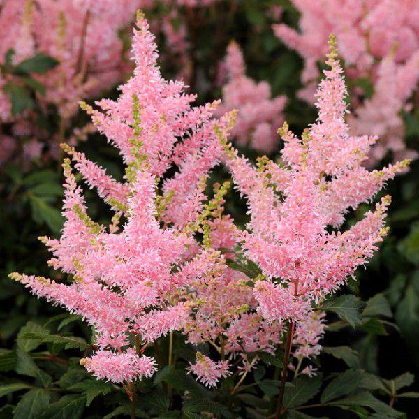 宿根草 アスチルベ ユニーク サーモン 5号 15cm ポット植え 仮植え苗 Buyee 日本代购平台 产品购物网站大全 Buyee一站式代购 Bot Online