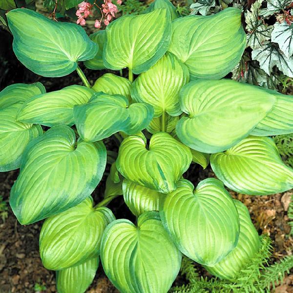 宿根草 ホスタ ギボウシ グアカモーレ 5号 15cm ポット植え 仮植え苗 D 四国ガーデン 通販 Yahoo ショッピング