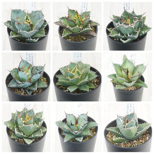 人気アガベ　チタノタ10種セット アガベ チタノタ銘品3種セット（ブラック＆ブルー・シーザー