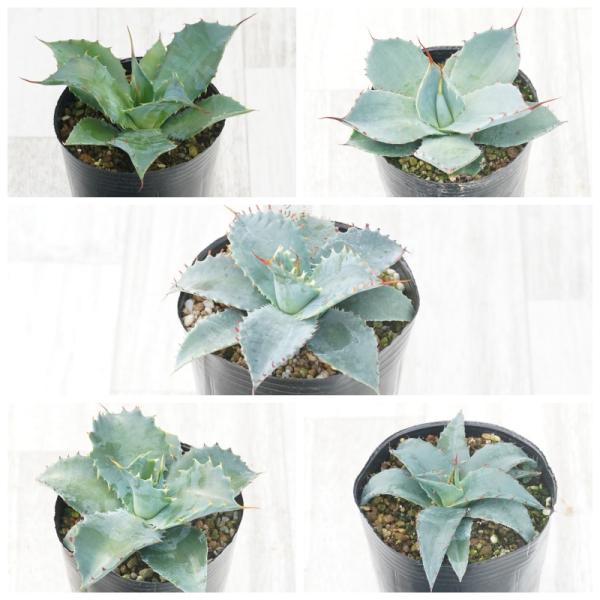 福袋】フロスティークリスタル入り！ アガベ 銘品5種セット 3号ロング