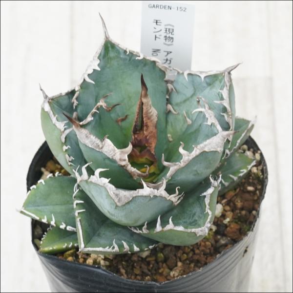 アガベ チタノタ 南アフリカダイヤモンド3号の魅力と育て方