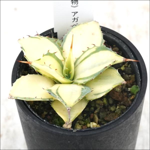 アガベ・イシスメンシス楊貴妃No.35の育て方と魅力