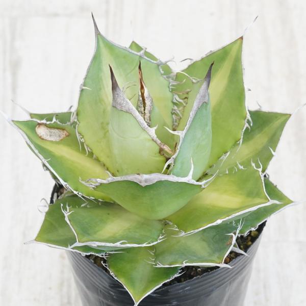 《現物・傷あり》アガベ陽炎中柄特選株の魅力と育て方