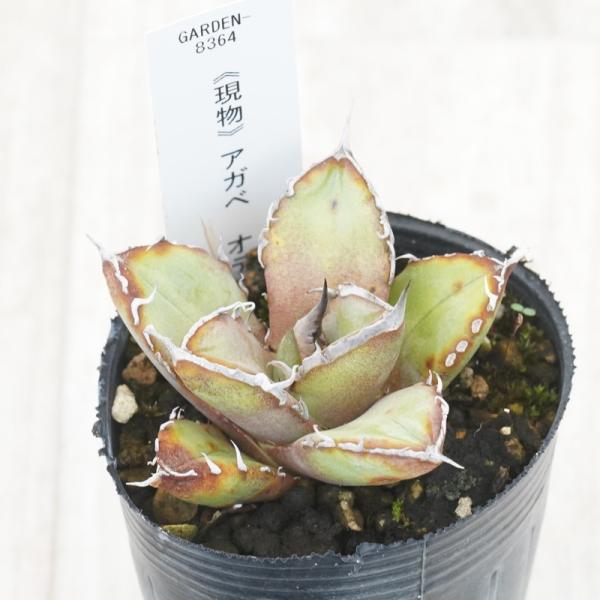 アガベ　オテロイ　レジェンド　親株出品 アガベ オテロイ 実生 アガベ・オテロイ（実生） - 陽春園ネット通販