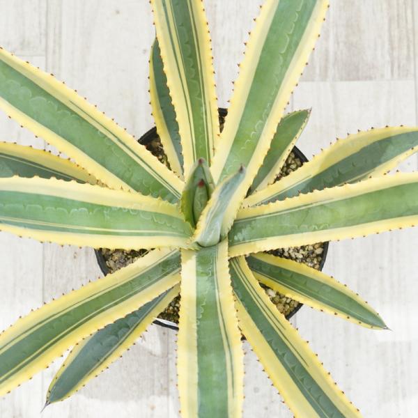 アガべ マーフィー 黄覆輪 5号の魅力と育て方