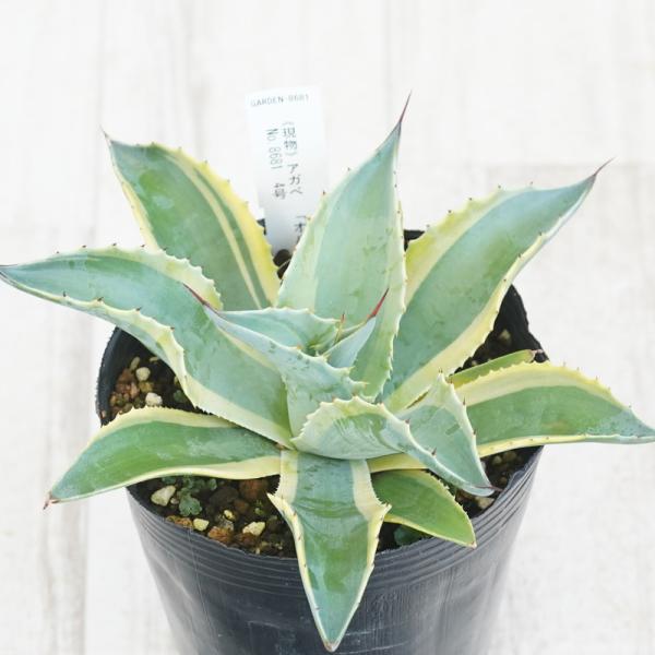 アガベ・オバティフォリア「オルカ」特選株4号の魅力と育て方