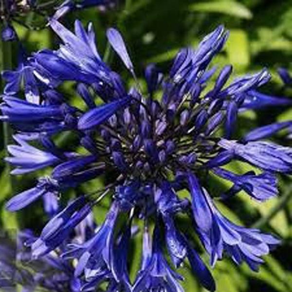 アガパンサス 苗の人気商品 通販 価格比較 価格 Com