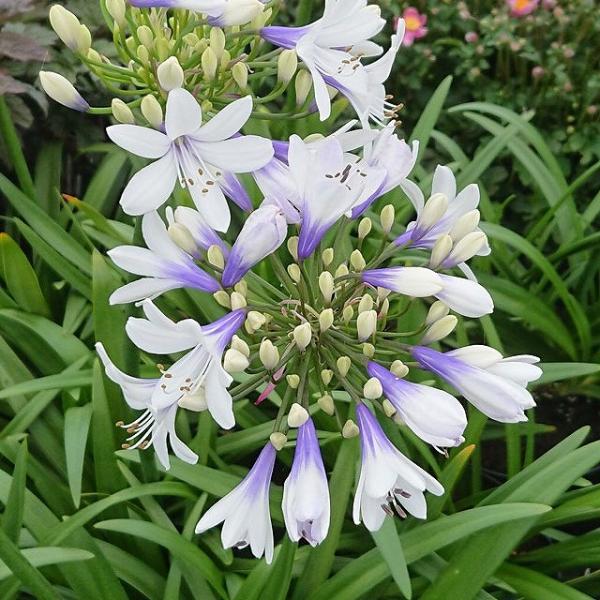 宿根草 アガパンサス ツイスター 5号 15cm ポット植え 今期開花終了 Ht 四国ガーデン 通販 Yahoo ショッピング