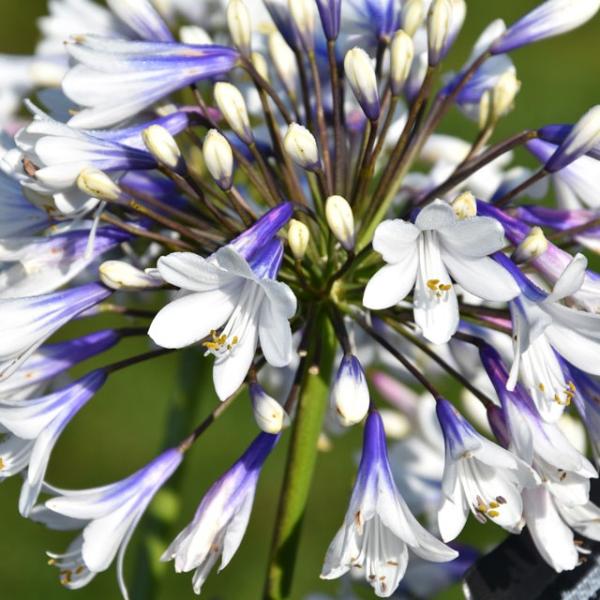 宿根草 アガパンサス エニグマ 5号 15cm ポット植え 今期開花終了 Ht0053 四国ガーデン 通販 Yahoo ショッピング