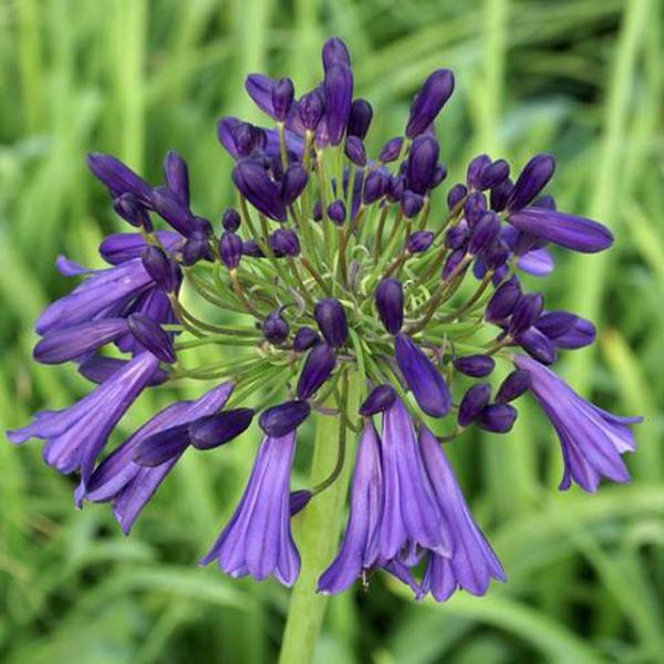 宿根草 アガパンサス パープル クラウド 5号 15cm ポット植え 今期開花終了 Ht0060 四国ガーデン 通販 Yahoo ショッピング