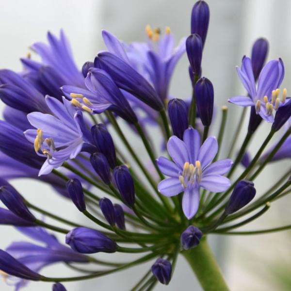 宿根草 アガパンサス トルネード 5号 15cm ポット植え 今期開花終了 Ht0063 四国ガーデン 通販 Yahoo ショッピング