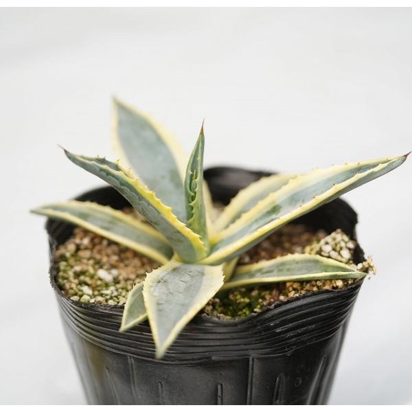 アガベ　ピンキー　黄色覆輪斑　5-606 アガベ ピンキー 黄色覆輪斑 5-606 - メルカリ