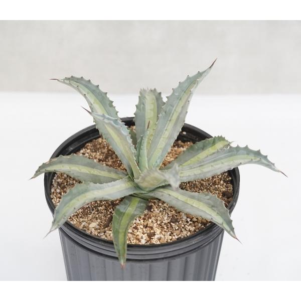 アガベ・エクスパンサ中斑 大株 ※7号規格 抜き苗 : 四国ガーデン
