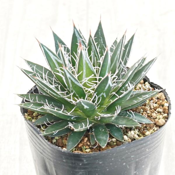 shikoku-garden_pc002-4l