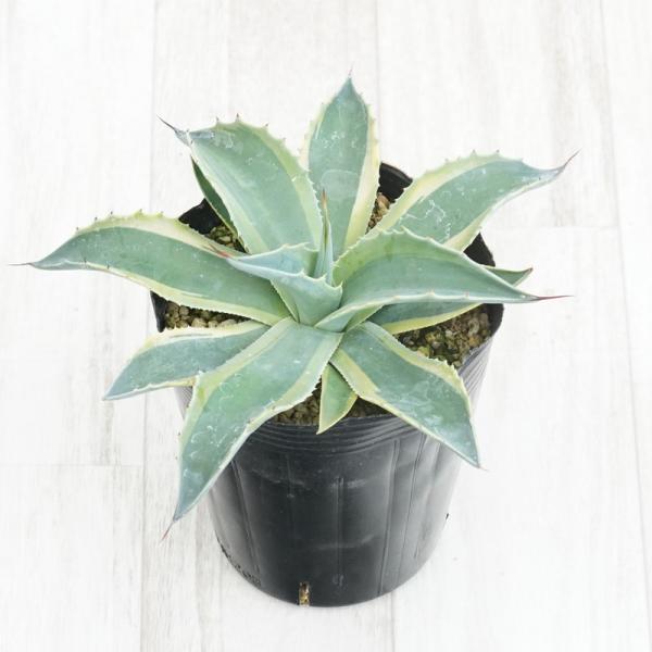 アガベ・オバティフォリア「オルカ」4号ロングポット ネメシア ブルー