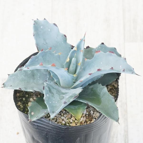 アガベ エボリスピナ特大サイズ ボール型 ロングスピン　スペシャル Yahoo!オークション -「アガベ エボリスピナ」の落札相場・落札価格