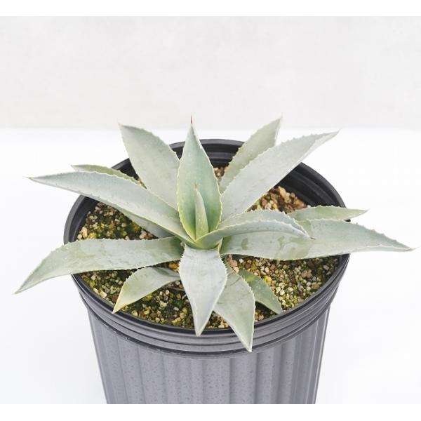 観葉植物 アガベ 7号 観葉植物の人気商品 通販 価格比較 価格 Com